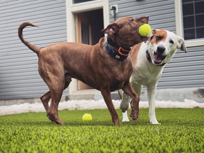 Pets of the Week: Jeter and Judge