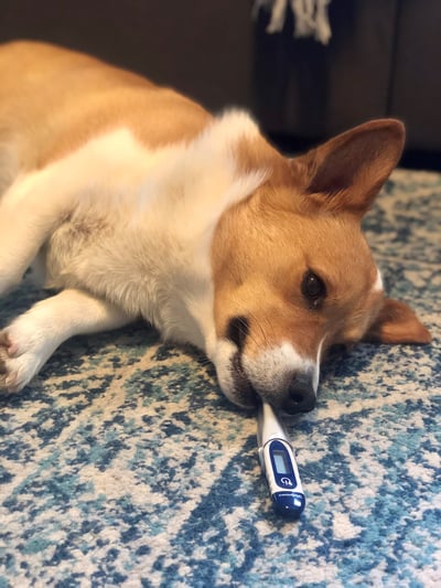 Biscuit with Thermometer