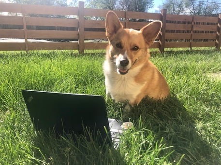 Laptop Biscuit