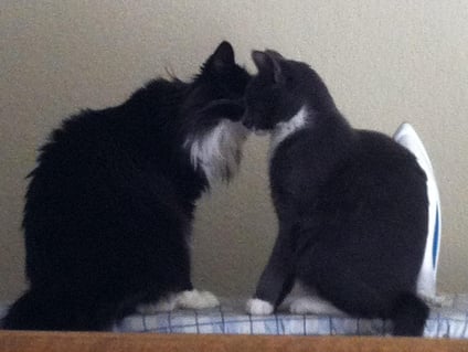 Odin and Meowcolm Kiss