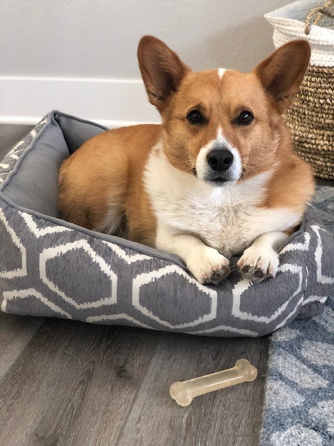 biscuit in bed