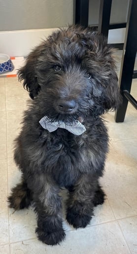 dukebowtie