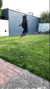 franklinjumping