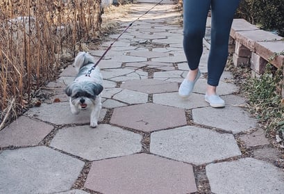 shelby&roxywalking