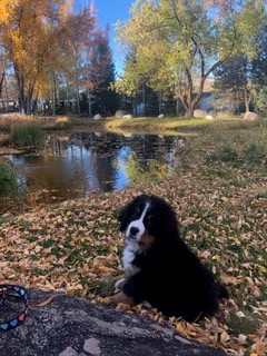 ziggy&foliage